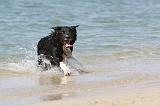 BORDER COLLIE 1608